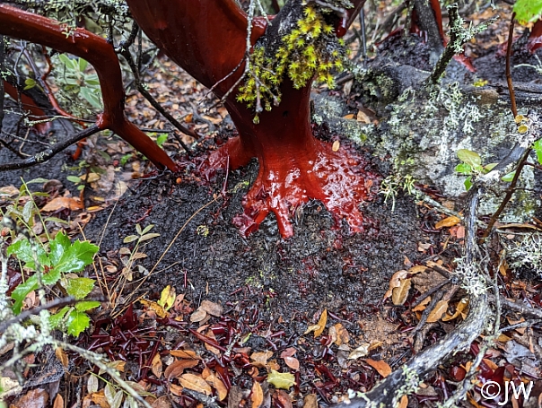 Arctostaphylos glandulosa  Eastwood manzanita