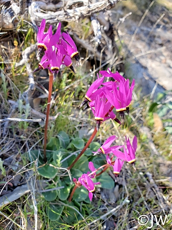 Primula (Dodecatheon) hendersonii  broad-leaved shooting star