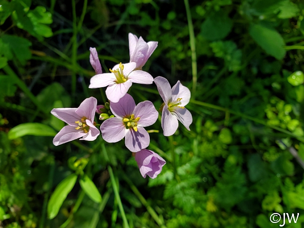 Cardamine californica  milk maids