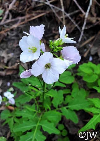 Cardamine californica  milk maids
