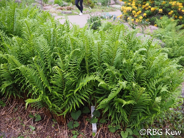 Dryopteris filix-mas  male fern