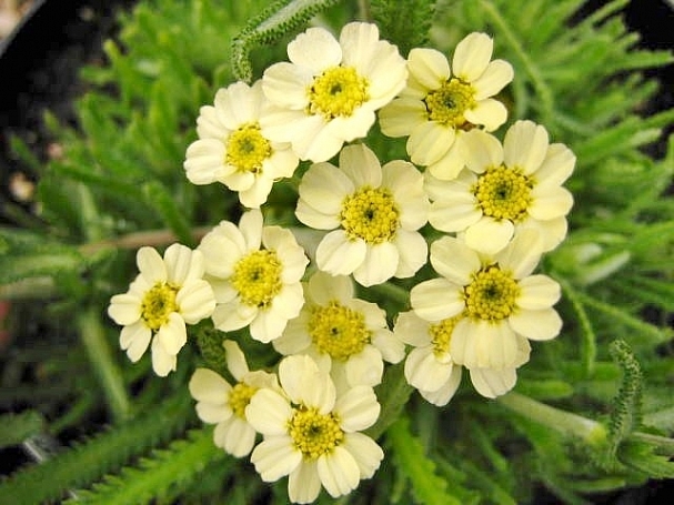 Achillea x lewisii 'King Edward' dwarf woolly yarrow