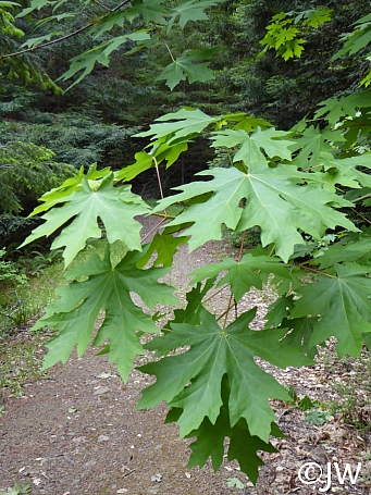 Acer macrophyllum  bigleaf maple