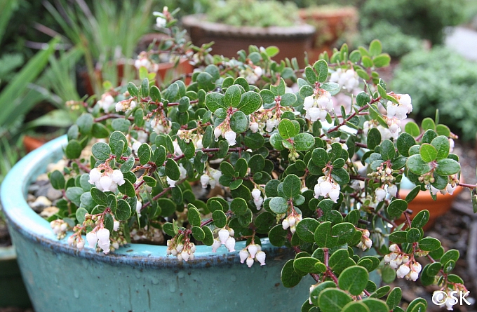 Arctostaphylos nummularia 'Bear Belly' glossy-leaf manzanita