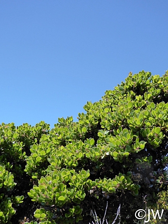 Arctostaphylos sensitiva  glossyleaf manzanita