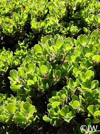 Arctostaphylos sensitiva  glossyleaf manzanita