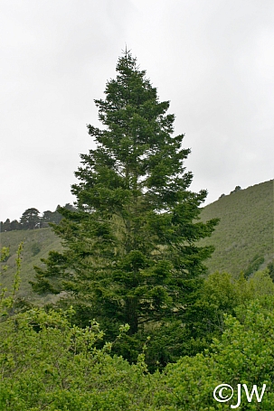 Abies grandis  grand fir