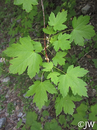 Acer glabrum  Sierra maple