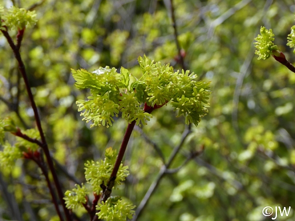 Acer glabrum  Sierra maple