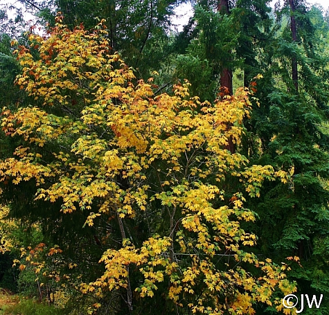 Acer macrophyllum  bigleaf maple