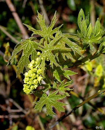 Acer macrophyllum  bigleaf maple