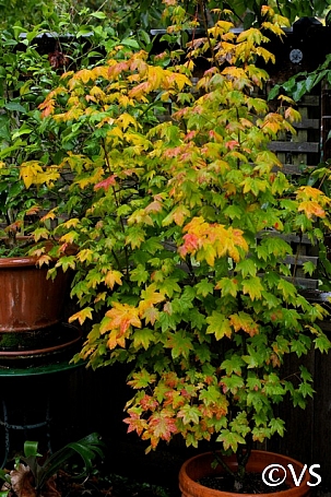 Acer  circinatum  vine maple