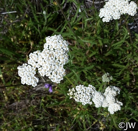 Achillea millefolium - inland form - Sonoma County seed source  yarrow