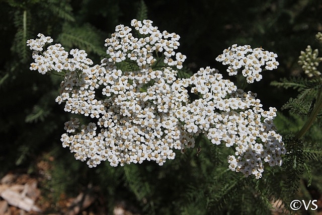Achillea millefolium 'King Range' yarrow