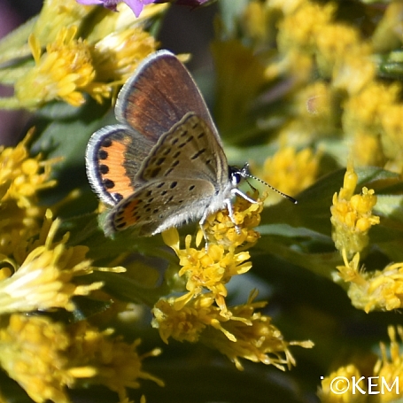 Solidago velutina ssp. californica  California goldenrod