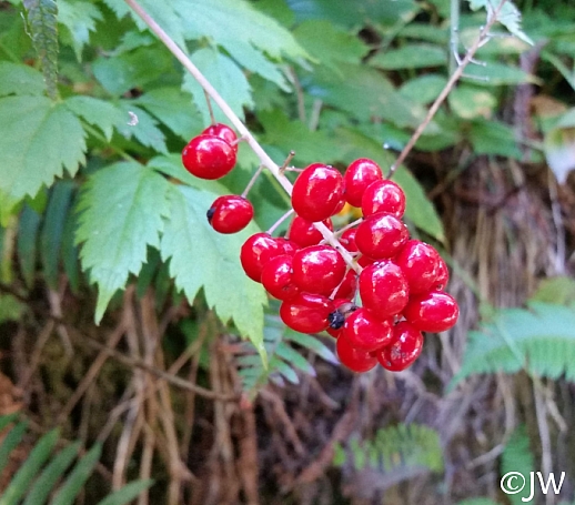 Actaea rubra  baneberry