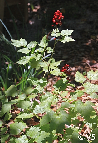 Actaea rubra  baneberry
