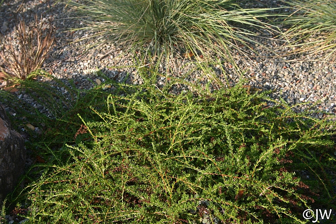 Adenostoma fasciculatum v. prostratum  prostrate chamise