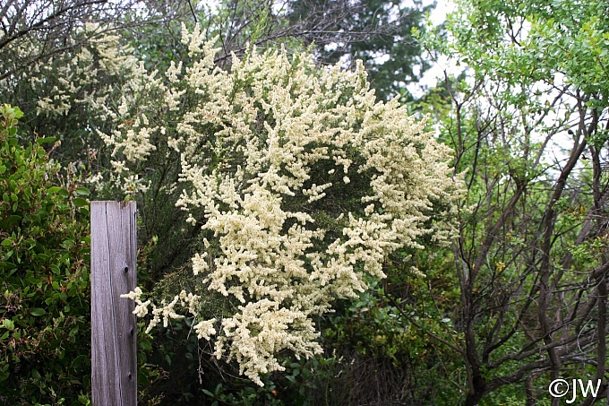 Adenostoma fasciculatum  chamise
