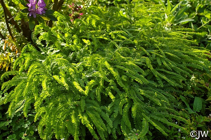 Adiantum aleuticum  five-finger fern
