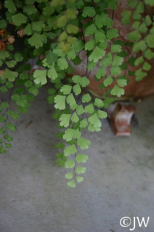 Adiantum capillus-veneris  southern maidenhair fern