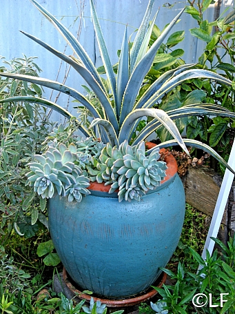 Succulent Plants   