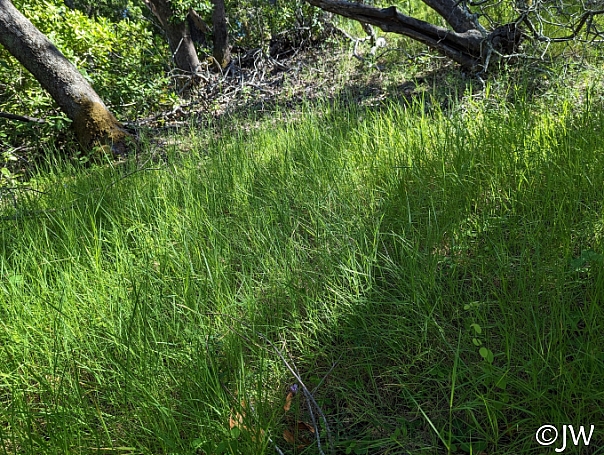 Agrostis pallens  California bentgrass