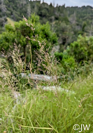 Agrostis pallens  California bentgrass