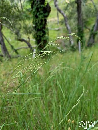 Agrostis pallens  California bentgrass
