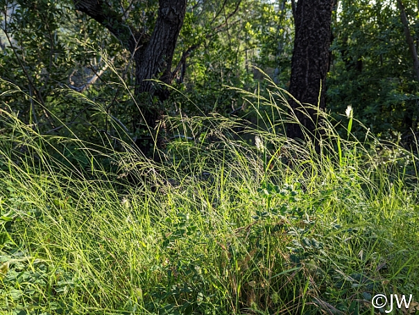 Agrostis pallens  California bentgrass