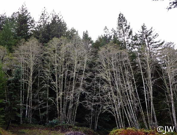 Alnus rubra  red alder