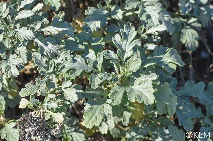Ambrosia chamissonis  silver beach bur