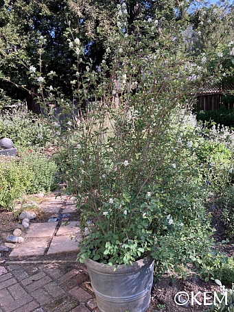 Amelanchier alnifolia  serviceberry