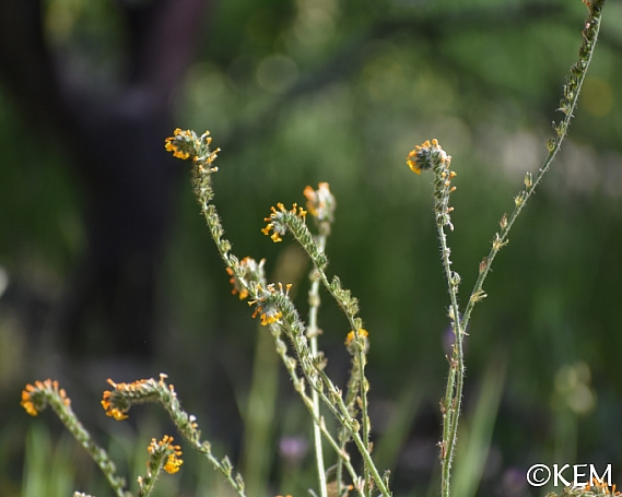 Amsinckia menziesii  common fiddleneck