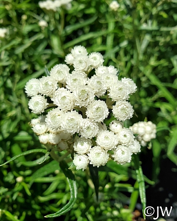 Anaphalis margaritacea  pearly everlasting