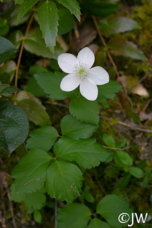 Anemone  deltoidea  western white anemone