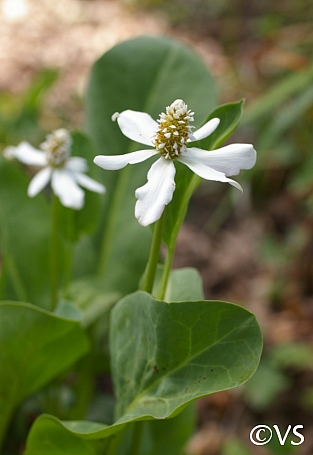 Anemopsis californica  yerba mansa