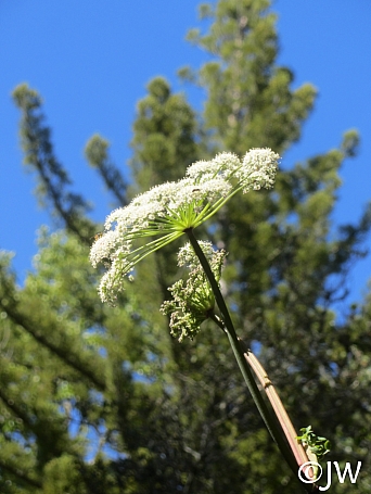 Angelica californica  California angelica