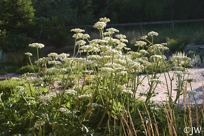 Angelica hendersonii  bluff angelica