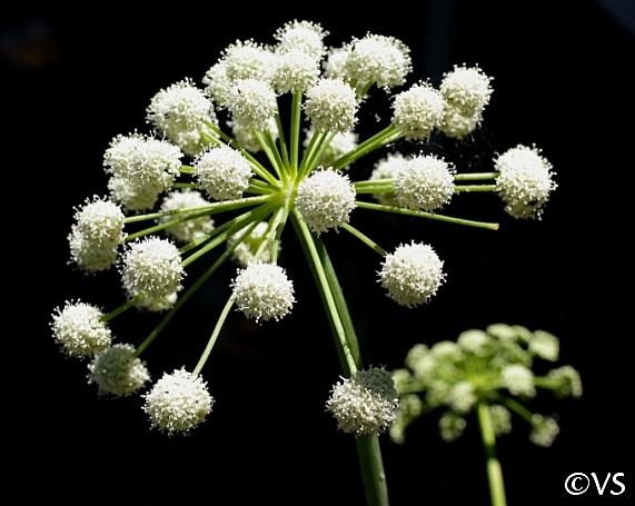 Angelica tomentosa  foothill angelica