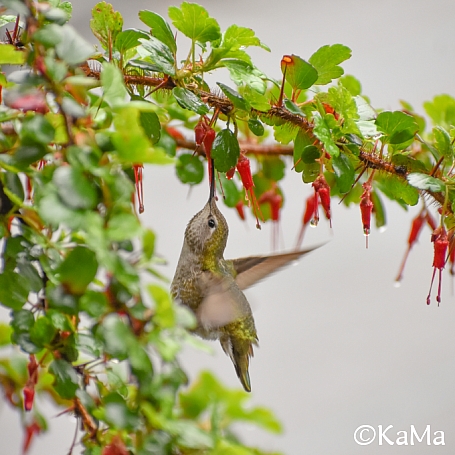 Ribes speciosum  fuchsia-flowered gooseberry