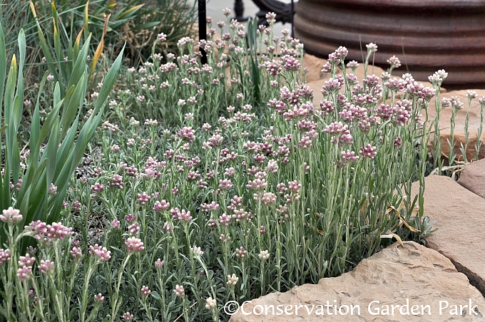 Antennaria rosea  rosy pussy toes
