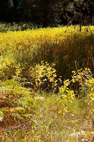 Apocynum cannabinum  Indian hemp