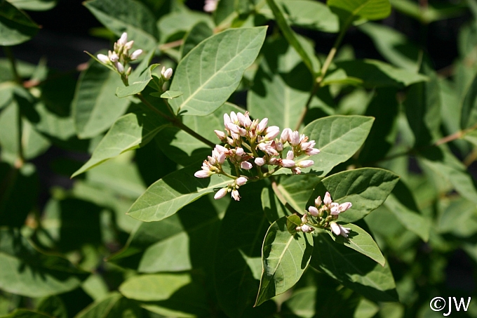 Apocynum cannabinum  Indian hemp