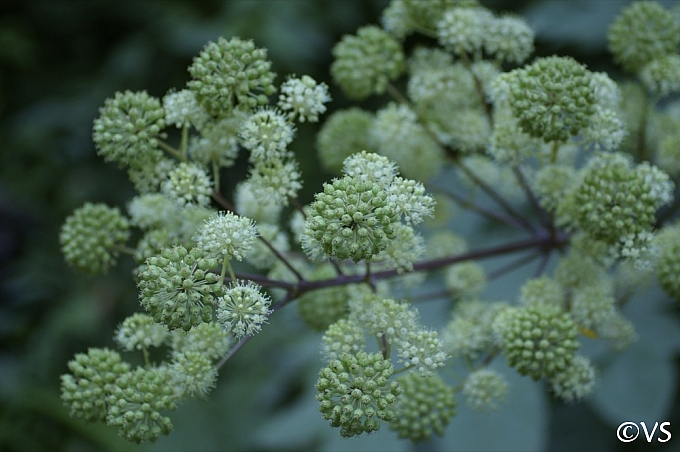 Aralia californica  elk clover, spikenard