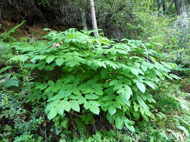 Aralia californica  elk clover, spikenard