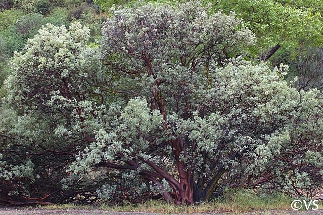 Arctostaphylos glauca  bigberry manzanita