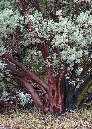 Arctostaphylos glauca  bigberry manzanita