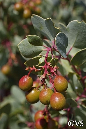 Arctostaphylos glauca  bigberry manzanita