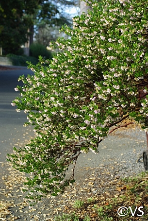 Arctostaphylos  'Lutsko's Pink' manzanita
